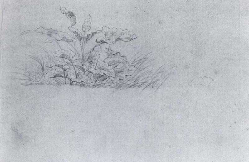 Johann Wolfgang von Goethe Plant sketch